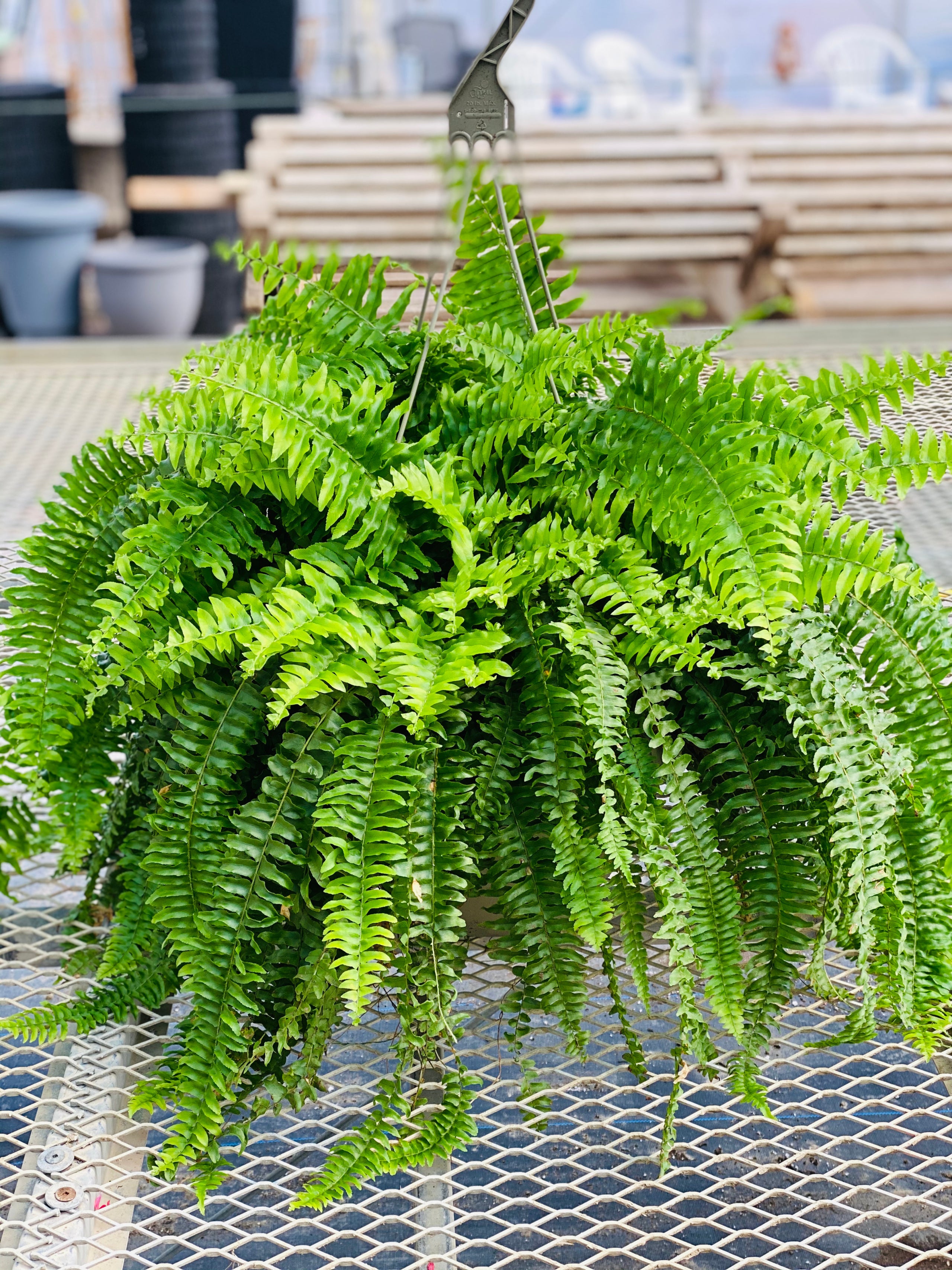 FERN BOSTON 12”hanging basketPRE ORDER AVAILABLE GREYHAVEN GARDENS